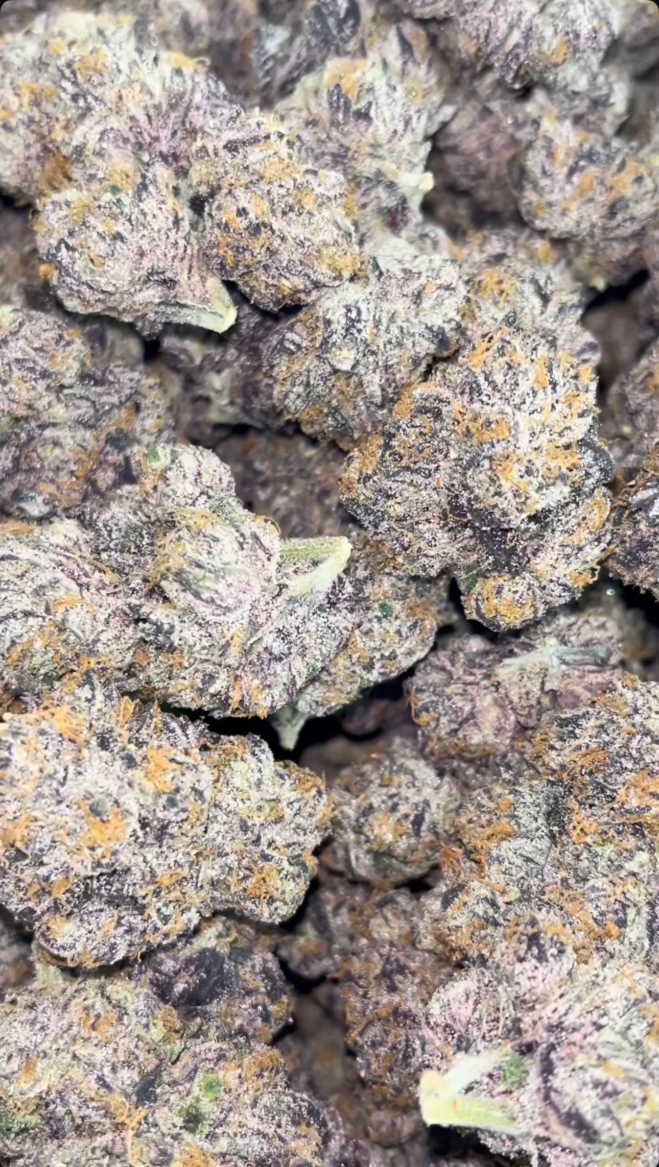 Shipped Flower - Zkittlez (High End Genetics)
