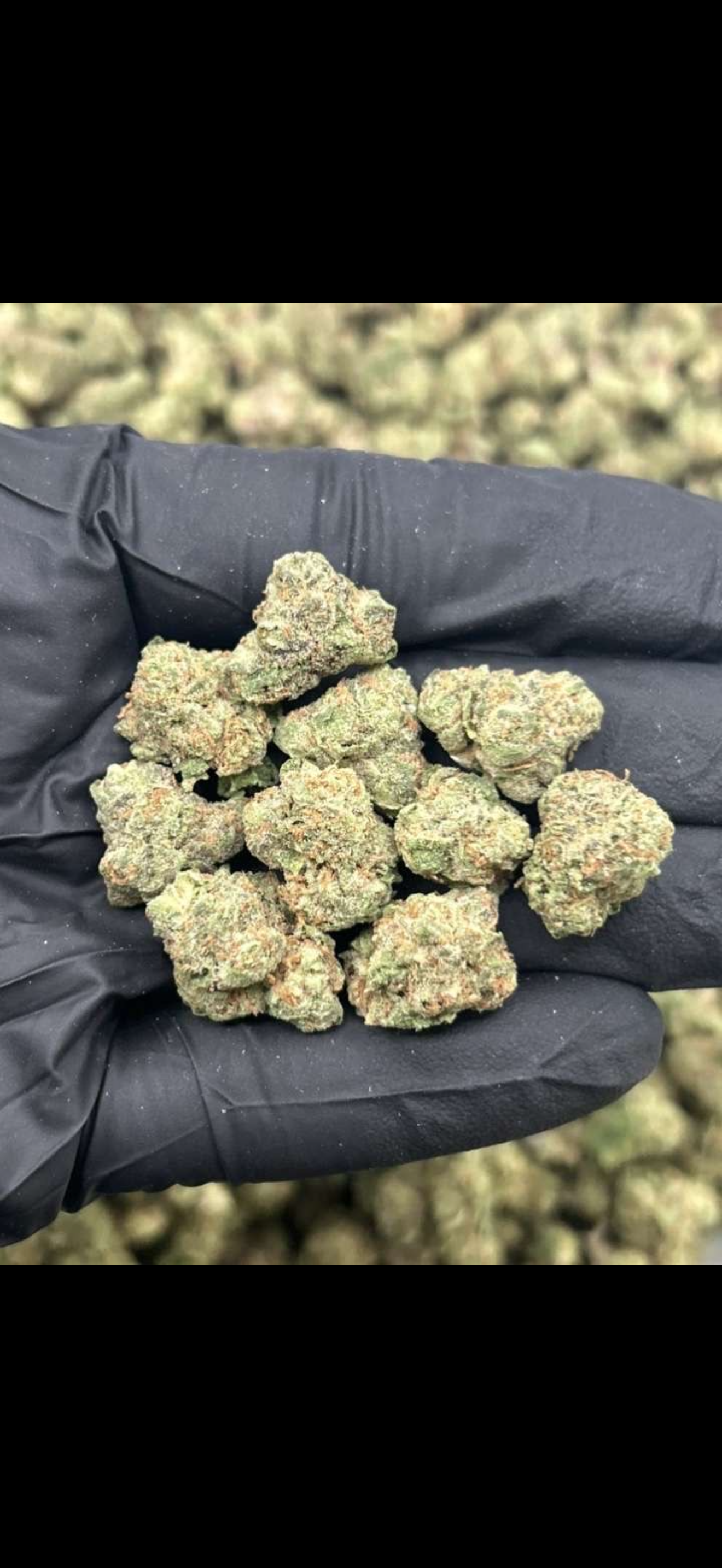Shipped Flower - Gelato Smalls